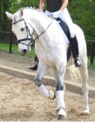 pferde, reiten
