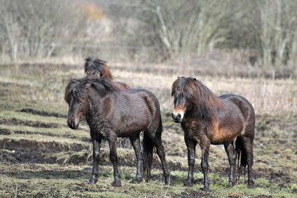 Exmoor-Ponys im Freien