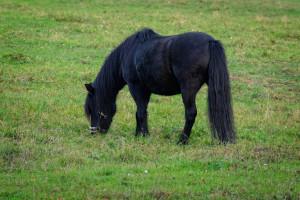 Schwarzes Fell Pony auf der Weide
