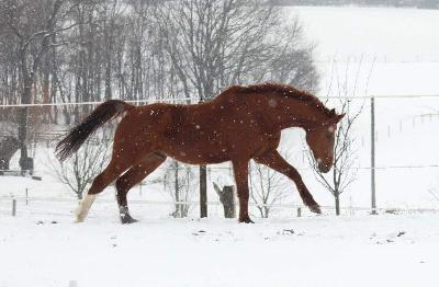 Hessisches Warmblut Hessisches Warmblut