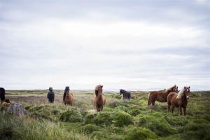 Bild Islandpferde Herde
