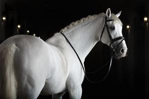 Bild weißes Pferd im Stall mit schwarzem Halfter