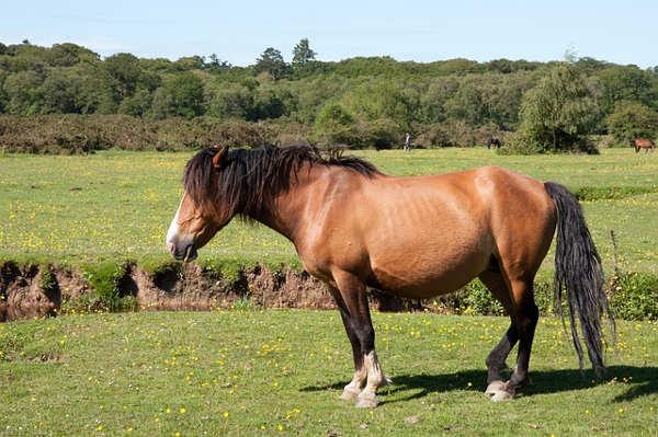 New Forest Pony