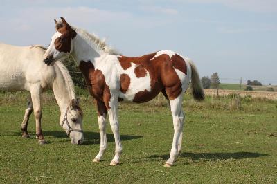 Painthorse Painthorse