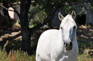 Bild weißes Pferd von vorne auf einer Wiese