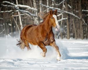 Bild braunes Pferd im Schnee