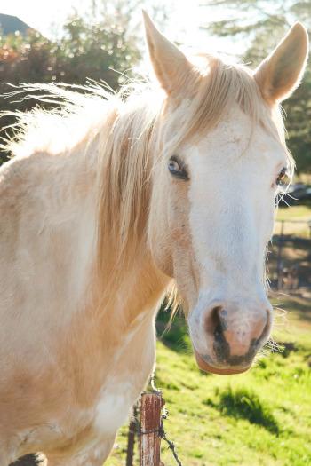 Albinismus bei Pferden