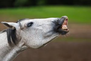 Pferd Zähne