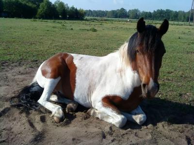 Pinto Ponystute