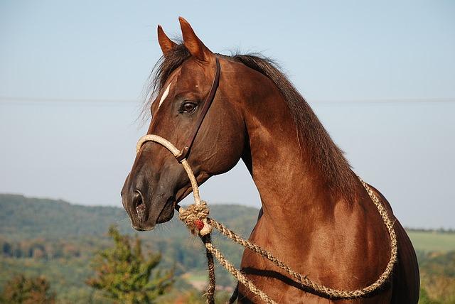 Quarter Horse Quarter Horse