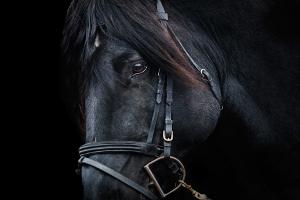 Bild schwarzes Pferd