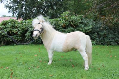 Shetland Pony Hengst