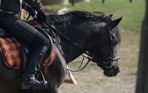 Bild schwarzes Pferd von der Seite, mit Decke und Reiter