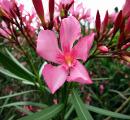 Oleander Oleander