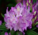 Rhododendron Rhododendron