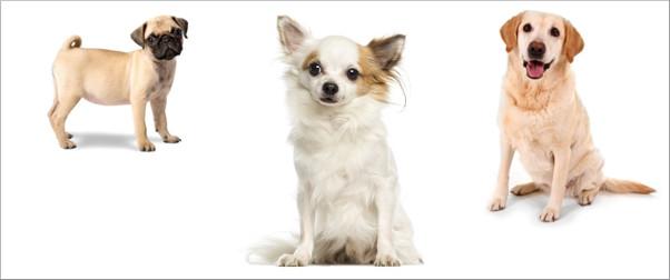 Top Ten der begehrtesten Hunderassen - Chihuahua i Top Ten der begehrtesten Hunderassen - Chihuahua ist Lieblingshund - Rottweiler auf Platz zehn