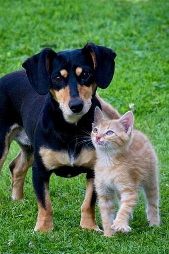 Hund Und Katze Aneinander Gewöhnen Marktde