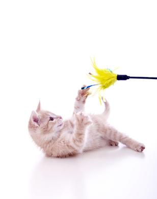 Wenn eine Katze spielt, lebt sie ihren Jagdinstinkt aus. Bild Katzenspielzeug mit junger Katze