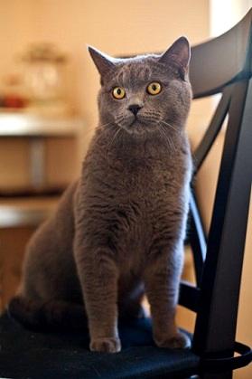 Katze