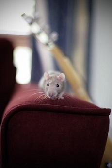 Maus