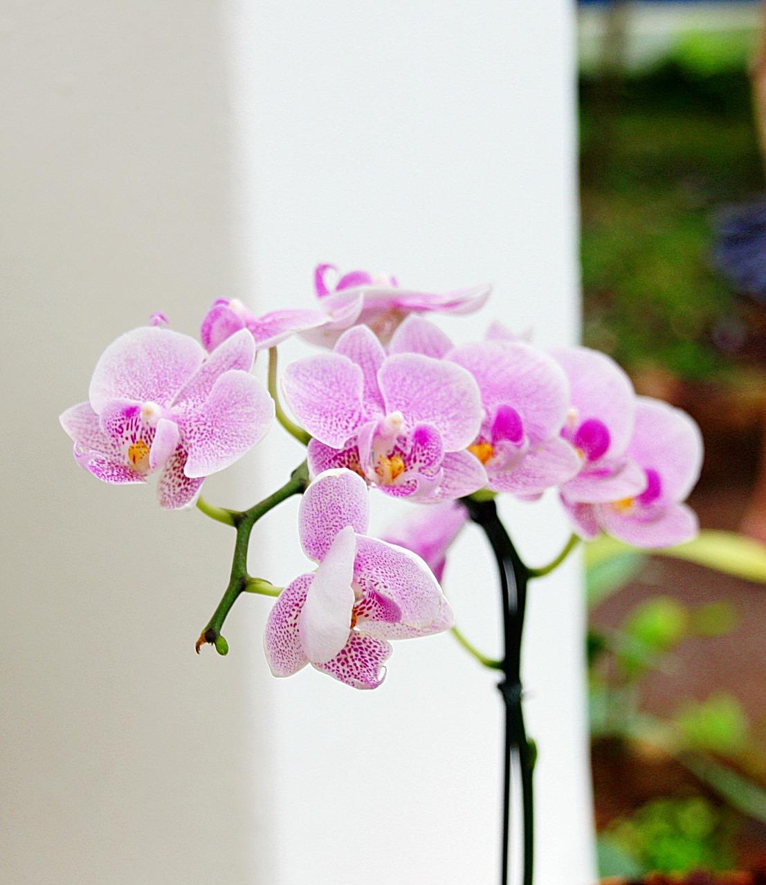 Bild Orchideen