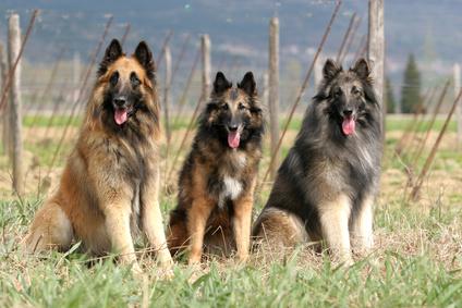 Drei Tervueren Hunde