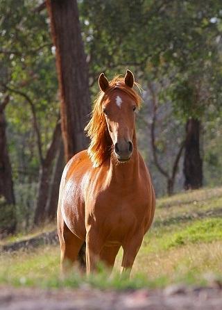 Pferd