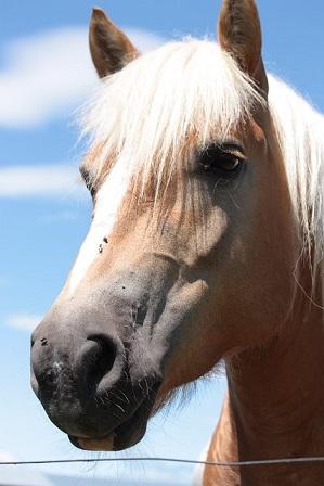 Pferd