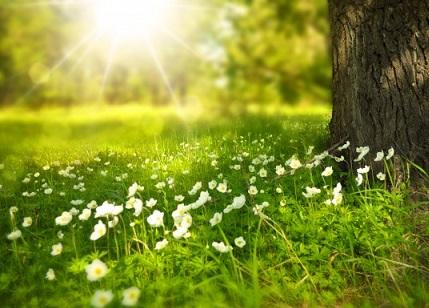90 % des Vitamin D's nehmen wir über die Sonne auf. Sonnenschein und Wiese