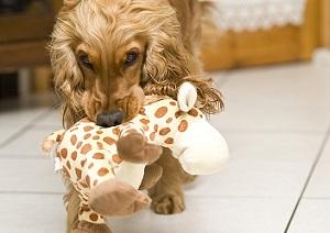 Hund mit Spielzeug allein Zuhause