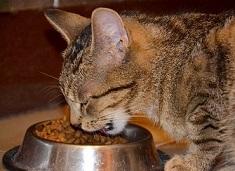 Katze frisst hochwertiges Katzenfutter, das nicht teuer sein muss