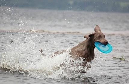 Welche Hunderassen schwimmen gerne