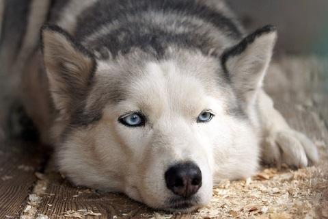 Husky mit blauen Augen