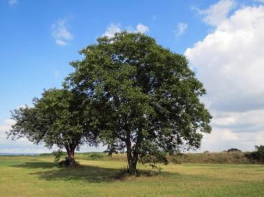 Nussbaum Keltisches Baumhoroskop