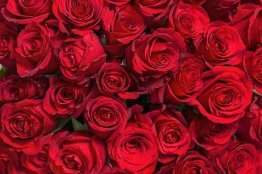 Rote Rosen sind das klassische Liebes-Symbol.