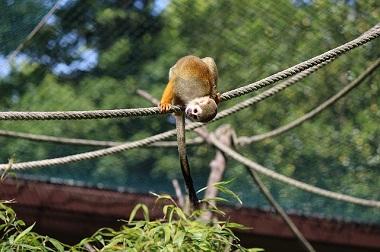 Affe klettert auf Seilen