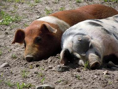 Schlafende Schweine im Dreck