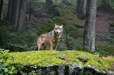 Indianisches Horoskop Sternzeichen Wolf Markt De