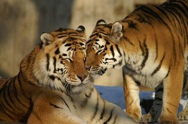 Zwei kuschelnde Tiger