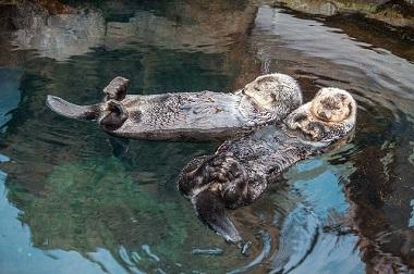 Zwei Otter im Wasser