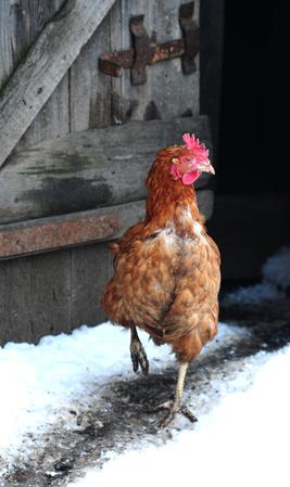 Huhn vor dem Stall im Winter