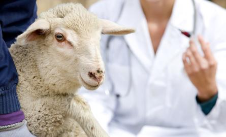 Schafkrankheiten - Die hochwertigsten Schafkrankheiten im Vergleich