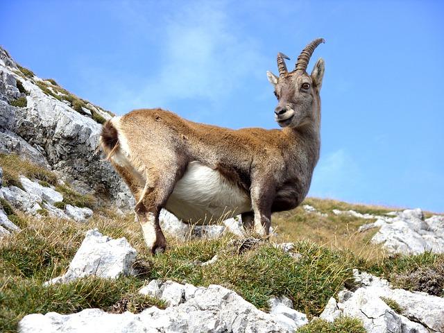 Ziegenbock