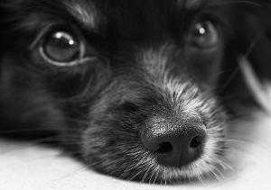 Hund