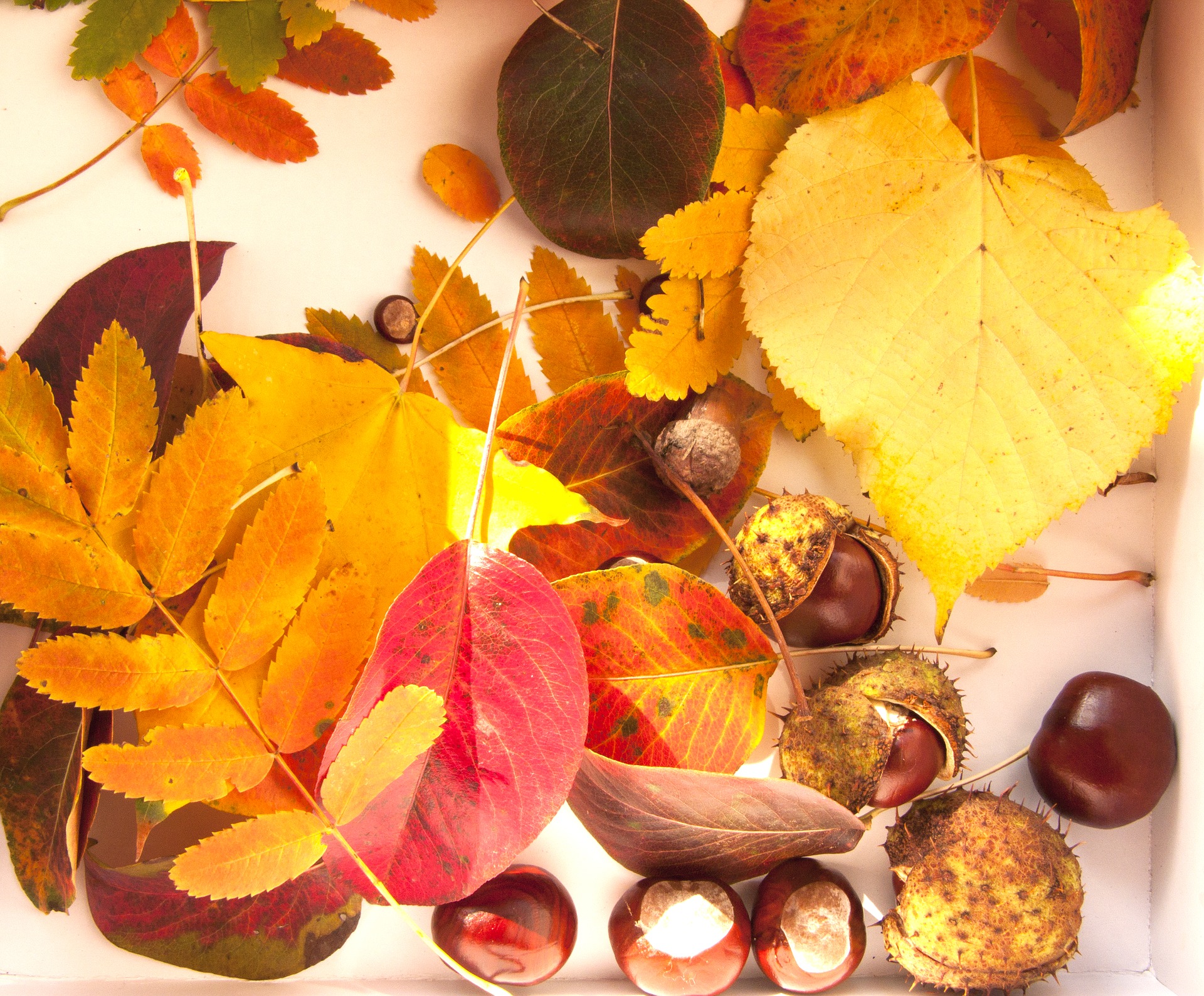 Der Name Herbst geht auf die germanische Bezeichnung Herbst, Ernte zurück.