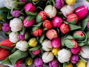 Osterstrauß Tulpen