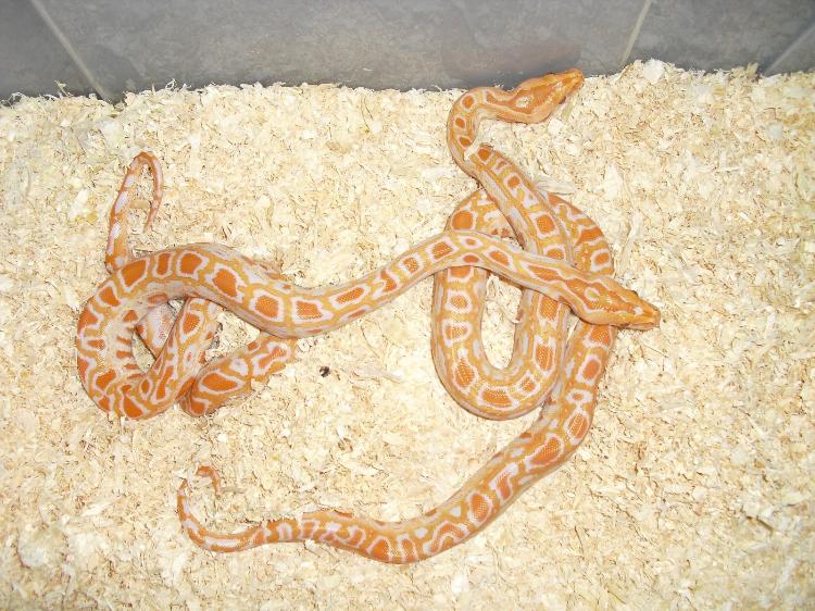 Tigerpython im Portrait - Haltung, Ernährung und Zucht | markt.de