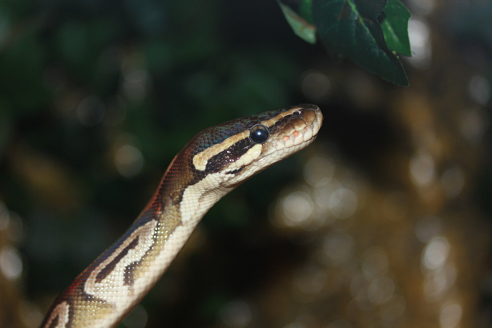 Die Königs-Python steht unter Artenschutz (Anhang B) und erfordert einen Herkunftsnachweis