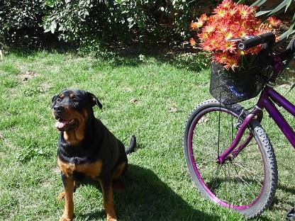 Bild Hund neben Fahrrad