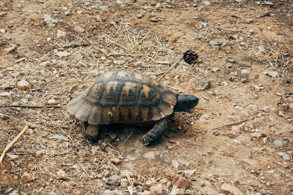 Die ägyptische Landschildkröte ist als Haustier gefragt, doch steht unter höchstem Artenschutz